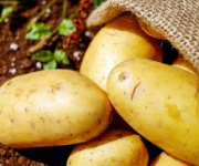 Sadbové brambory  1